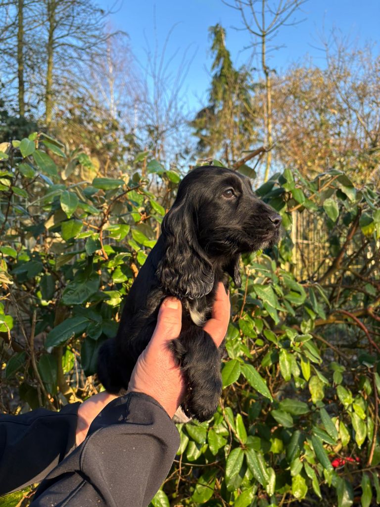 des Mannes Fleuries - Chiot disponible  - Cocker Spaniel Anglais