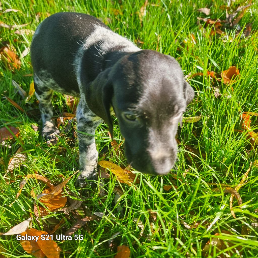 des Mannes Fleuries - Chiot disponible  - Braque allemand à poil court