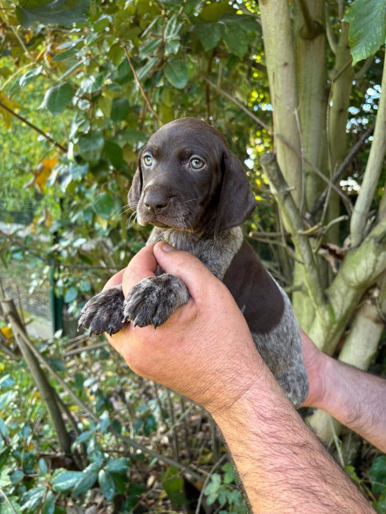 des Mannes Fleuries - Chiot disponible  - Braque allemand à poil court