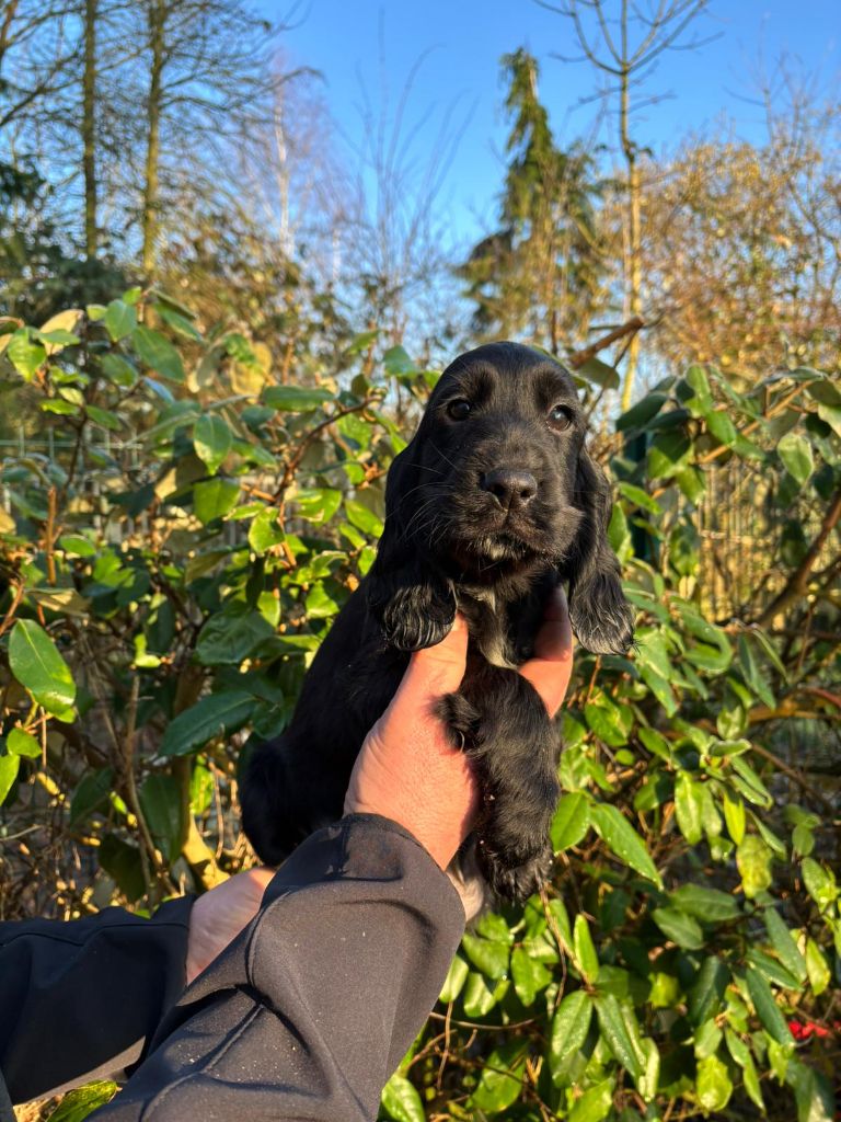 des Mannes Fleuries - Chiot disponible  - Cocker Spaniel Anglais