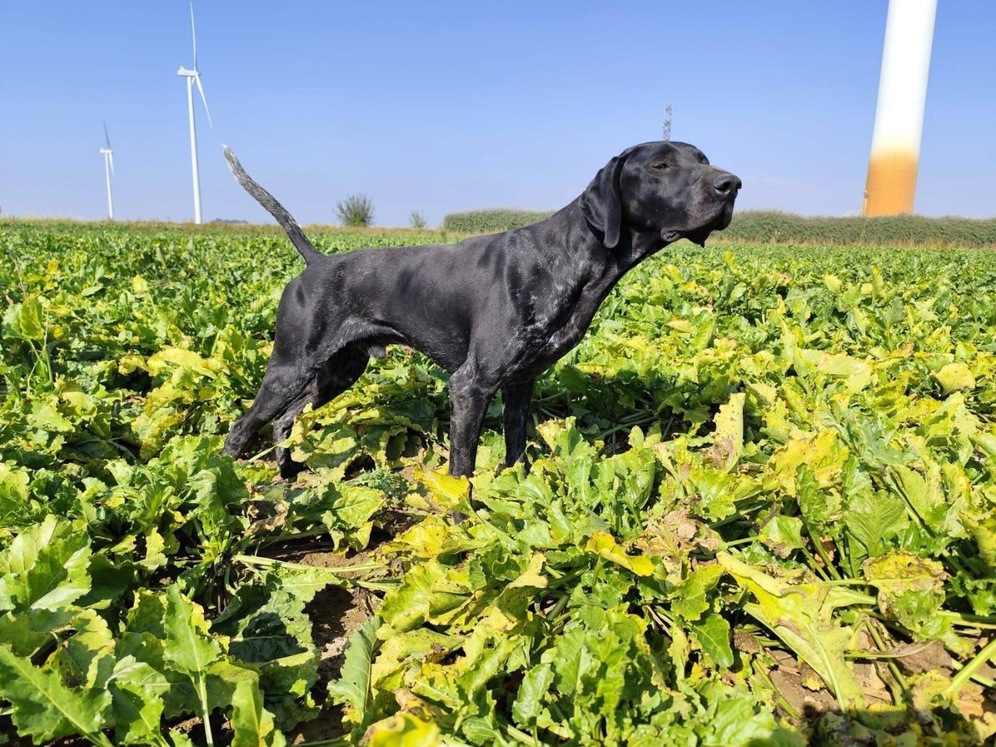 TR. CH. Vianey du clos du réve d or