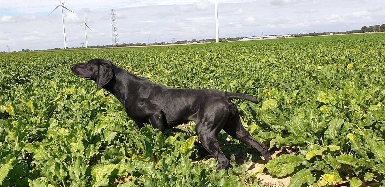 Rockette des Mannes Fleuries