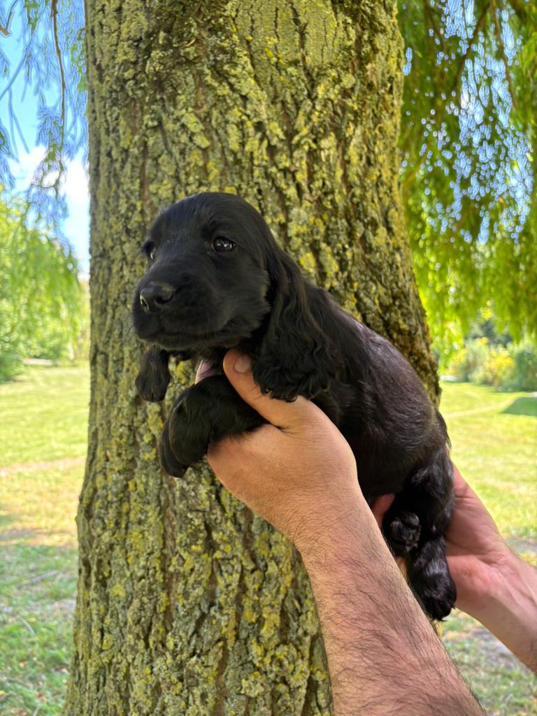 des Mannes Fleuries - Chiots disponibles - Cocker Spaniel Anglais