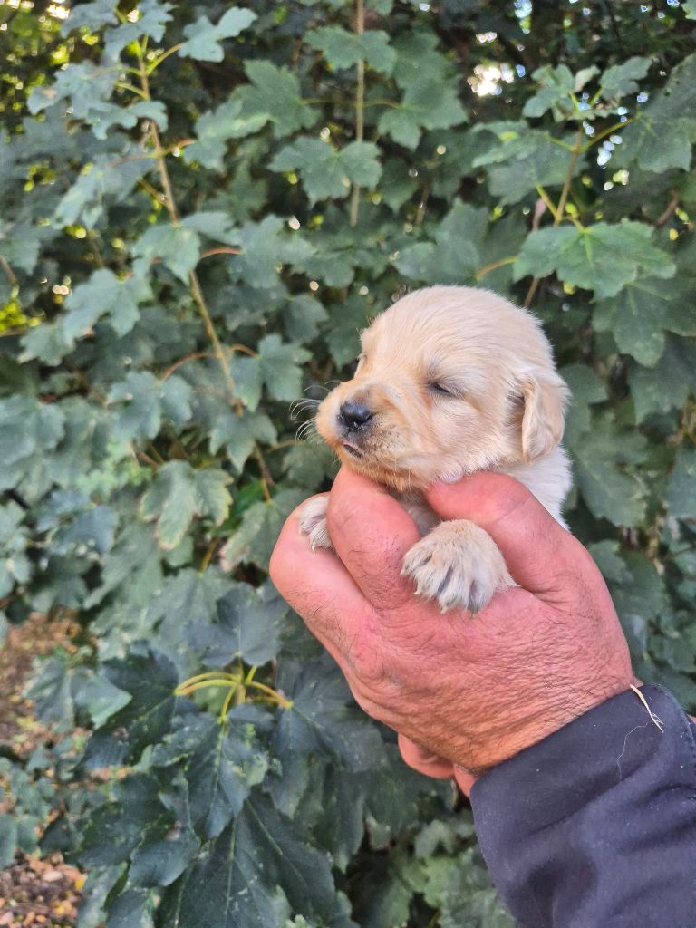des Mannes Fleuries - Chiots disponibles - Golden Retriever