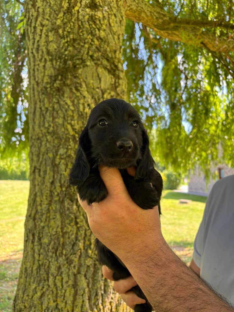 des Mannes Fleuries - Chiots disponibles - Cocker Spaniel Anglais