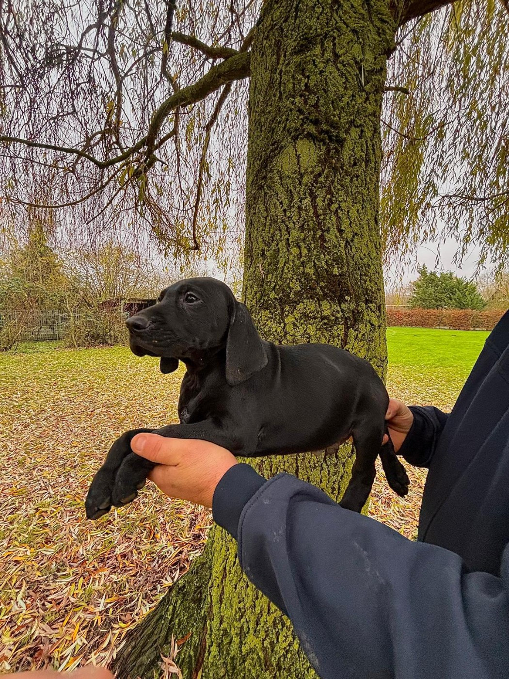 des Mannes Fleuries - Chiots disponibles - Braque allemand à poil court