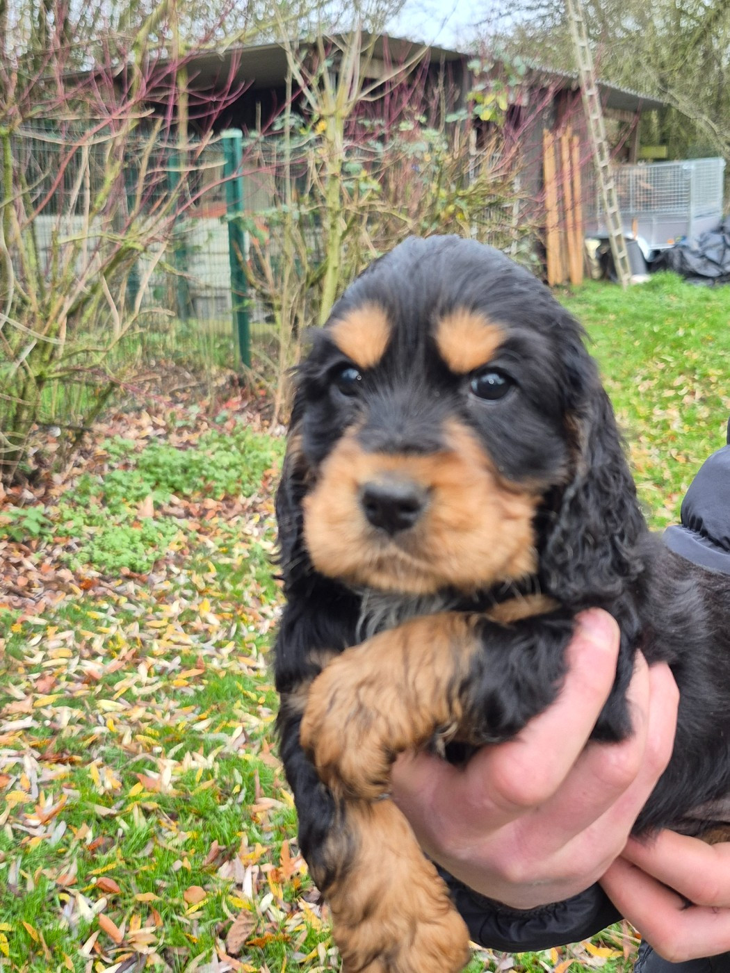 des Mannes Fleuries - Cocker Spaniel Anglais - Portée née le 07/11/2025