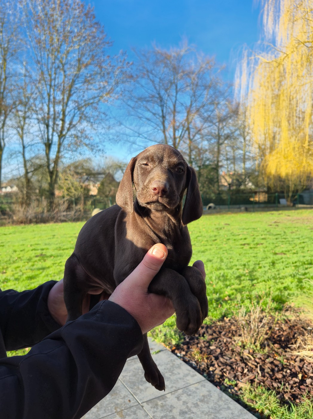 des Mannes Fleuries - Chiots disponibles - Braque allemand à poil court