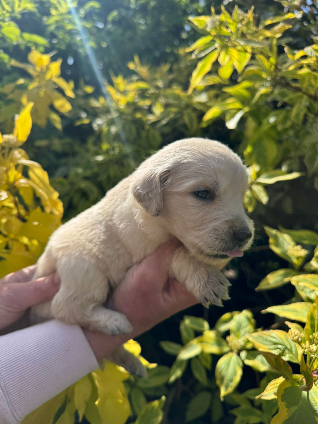 des Mannes Fleuries - Chiots disponibles - Golden Retriever