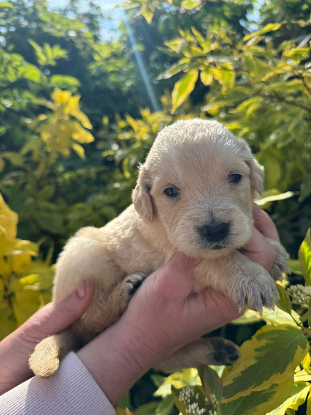 des Mannes Fleuries - Chiots disponibles - Golden Retriever