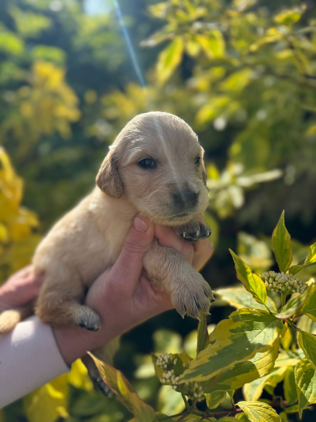 des Mannes Fleuries - Chiots disponibles - Golden Retriever
