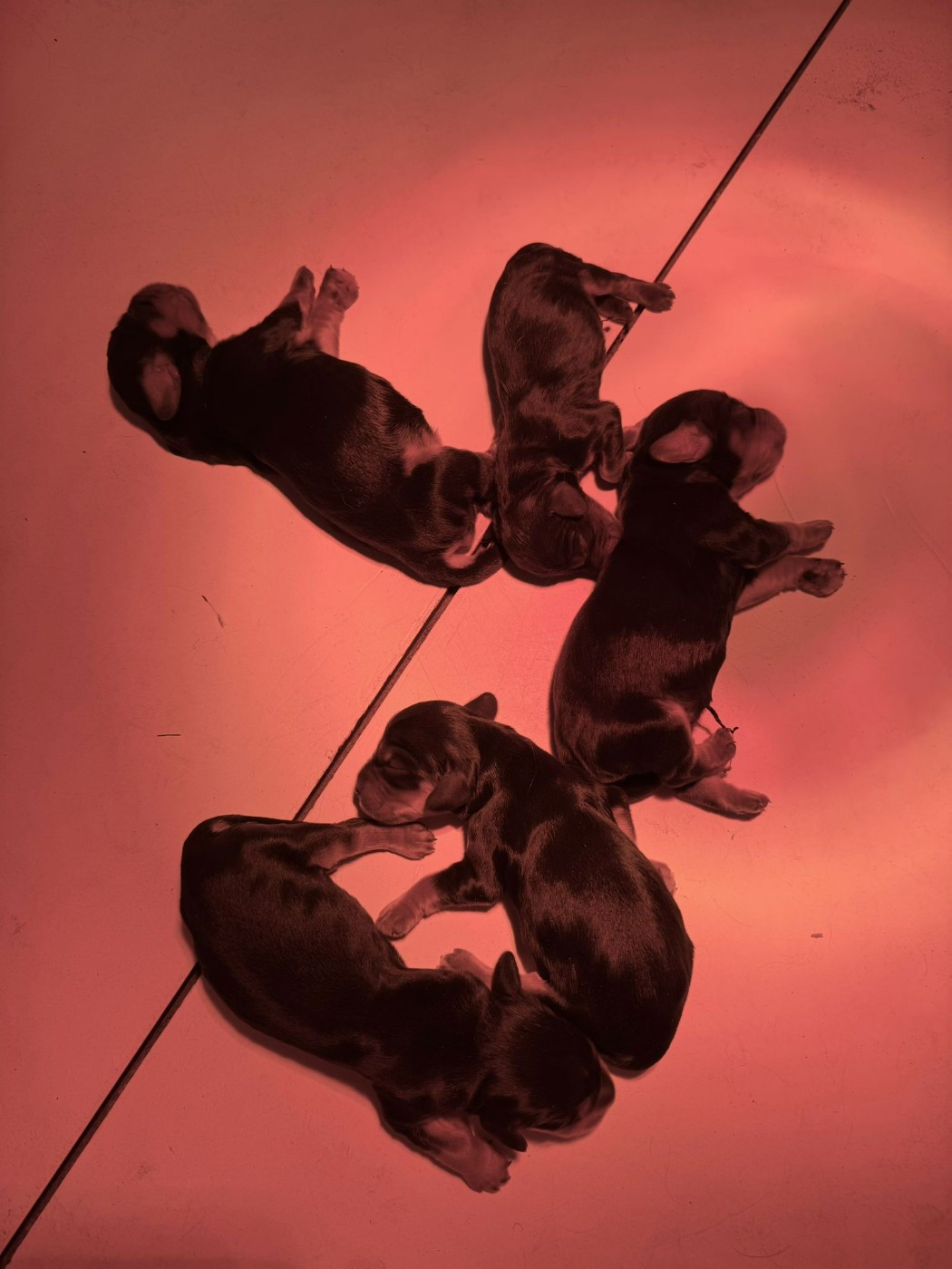 des Mannes Fleuries - Chiots disponibles - Cocker Spaniel Anglais