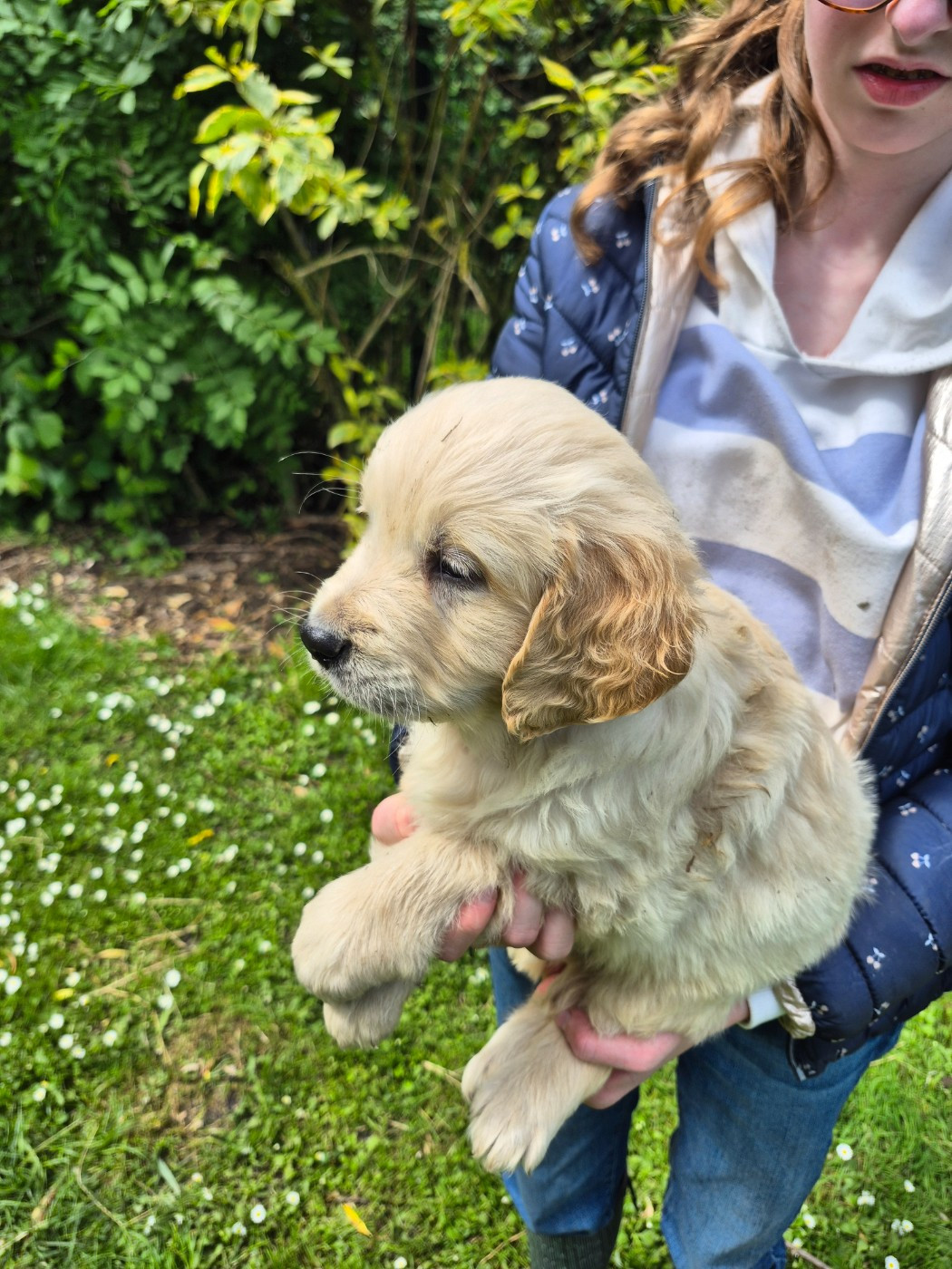 des Mannes Fleuries - Chiots disponibles - Golden Retriever