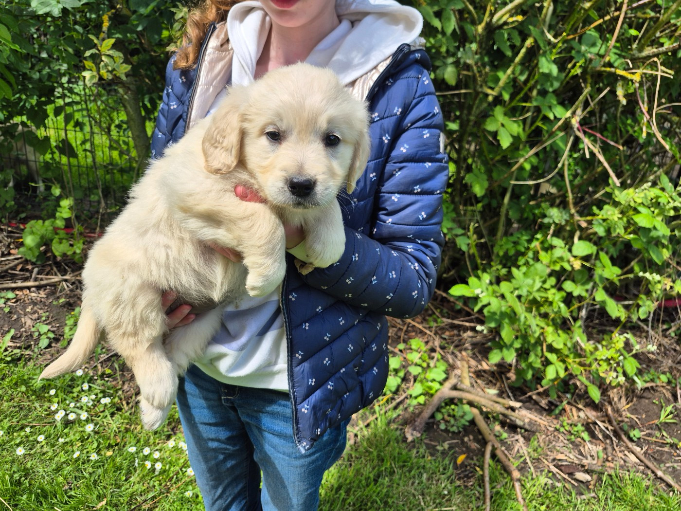 des Mannes Fleuries - Chiots disponibles - Golden Retriever
