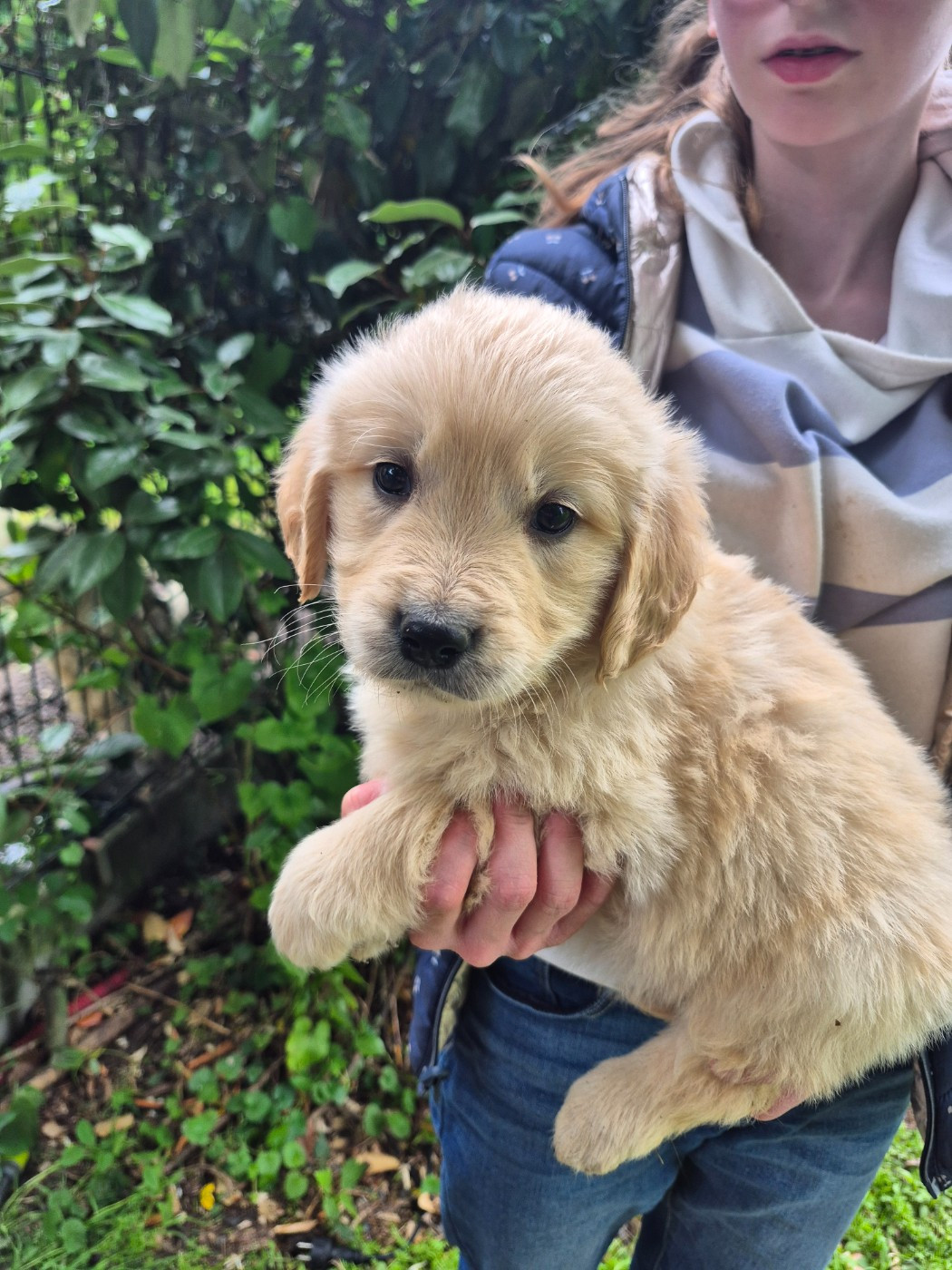 des Mannes Fleuries - Chiots disponibles - Golden Retriever