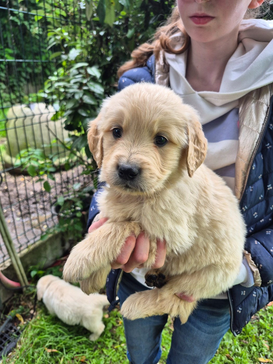 des Mannes Fleuries - Chiots disponibles - Golden Retriever