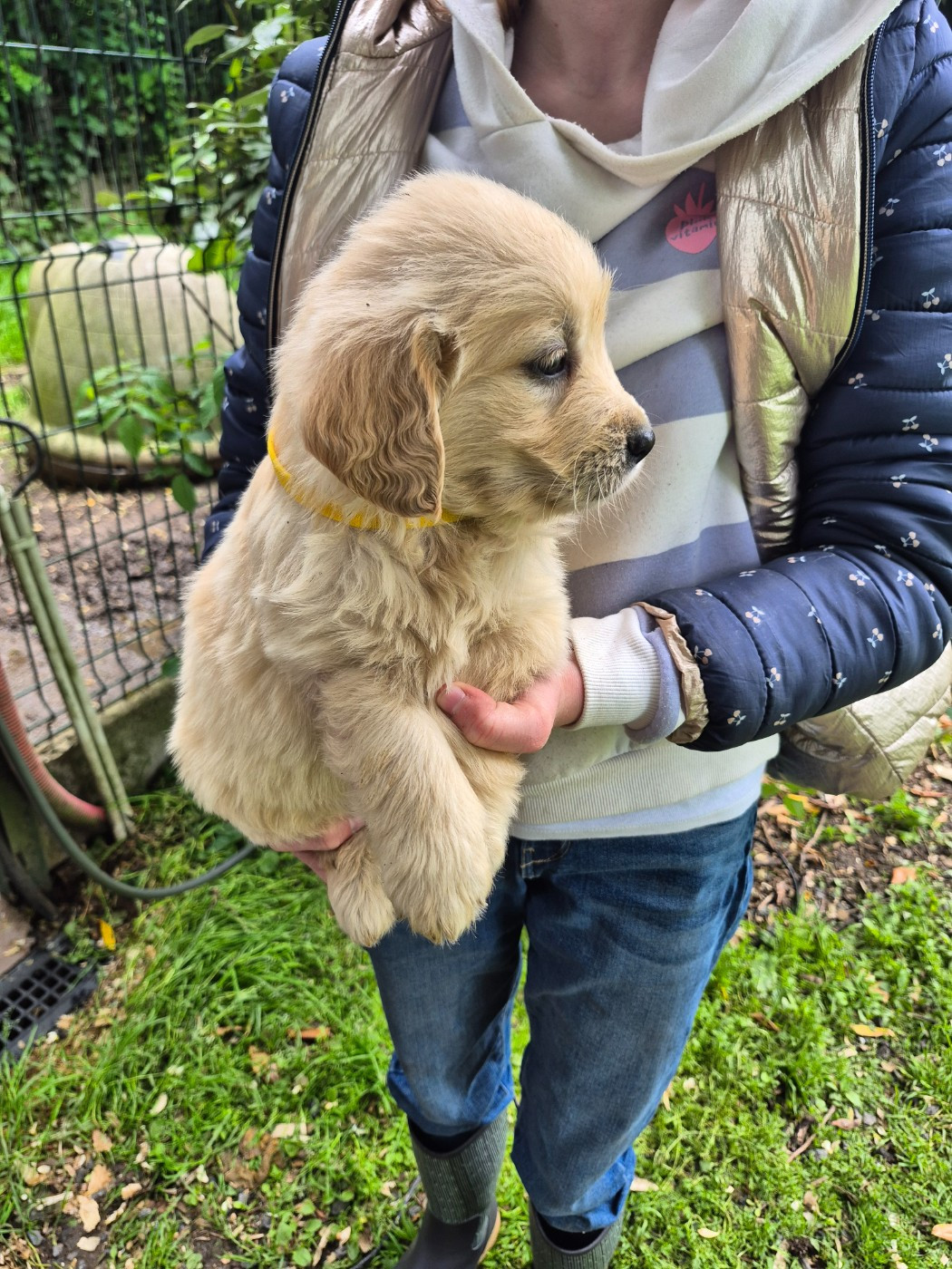 des Mannes Fleuries - Chiots disponibles - Golden Retriever
