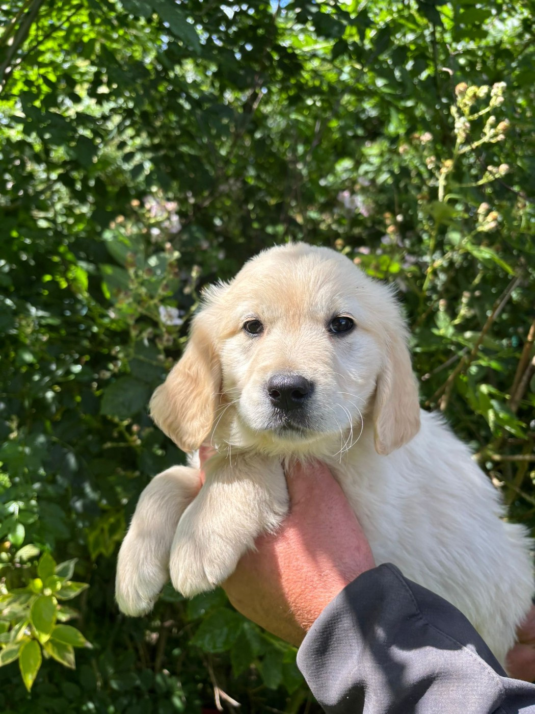 des Mannes Fleuries - Chiots disponibles - Golden Retriever