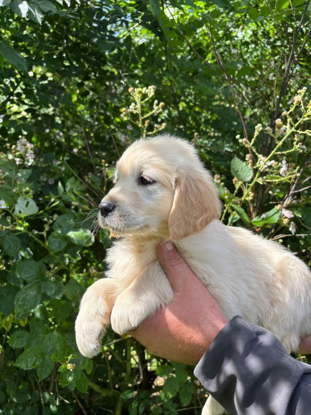 des Mannes Fleuries - Chiots disponibles - Golden Retriever