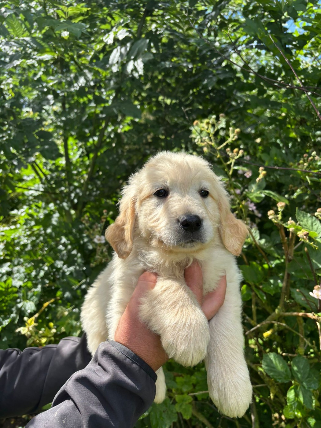 des Mannes Fleuries - Chiots disponibles - Golden Retriever