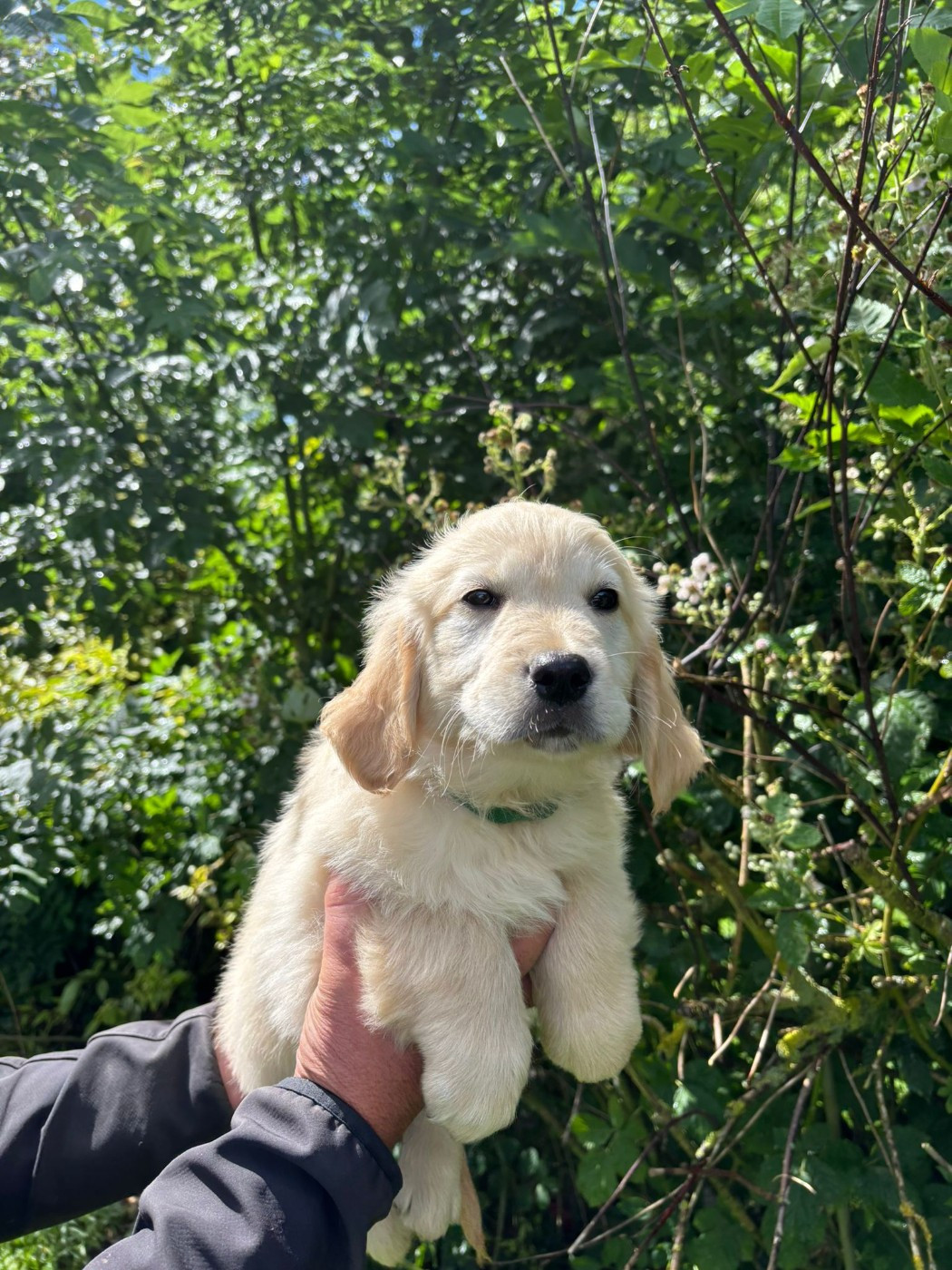 des Mannes Fleuries - Chiots disponibles - Golden Retriever