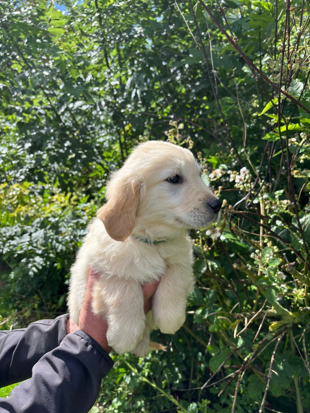 des Mannes Fleuries - Chiots disponibles - Golden Retriever