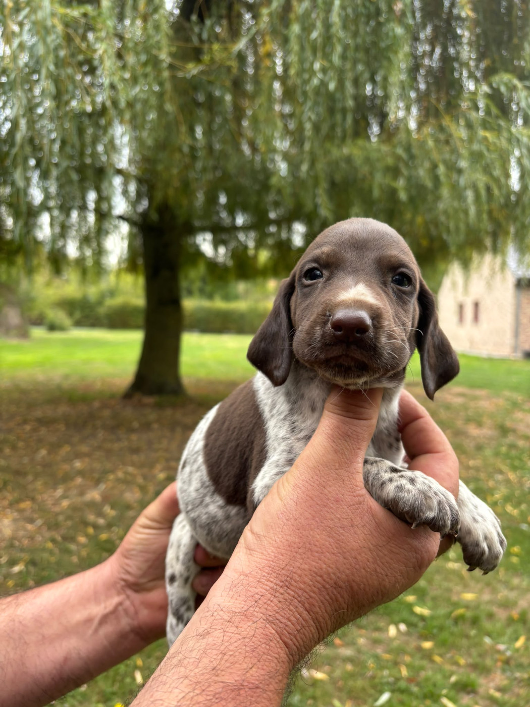 des Mannes Fleuries - Chiots disponibles - Braque allemand à poil court