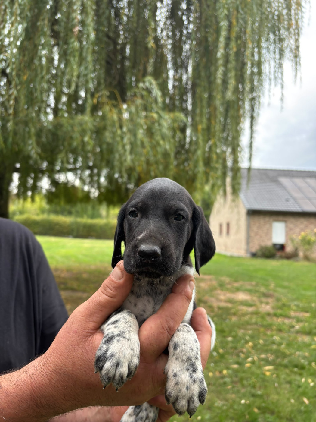 des Mannes Fleuries - Chiots disponibles - Braque allemand à poil court