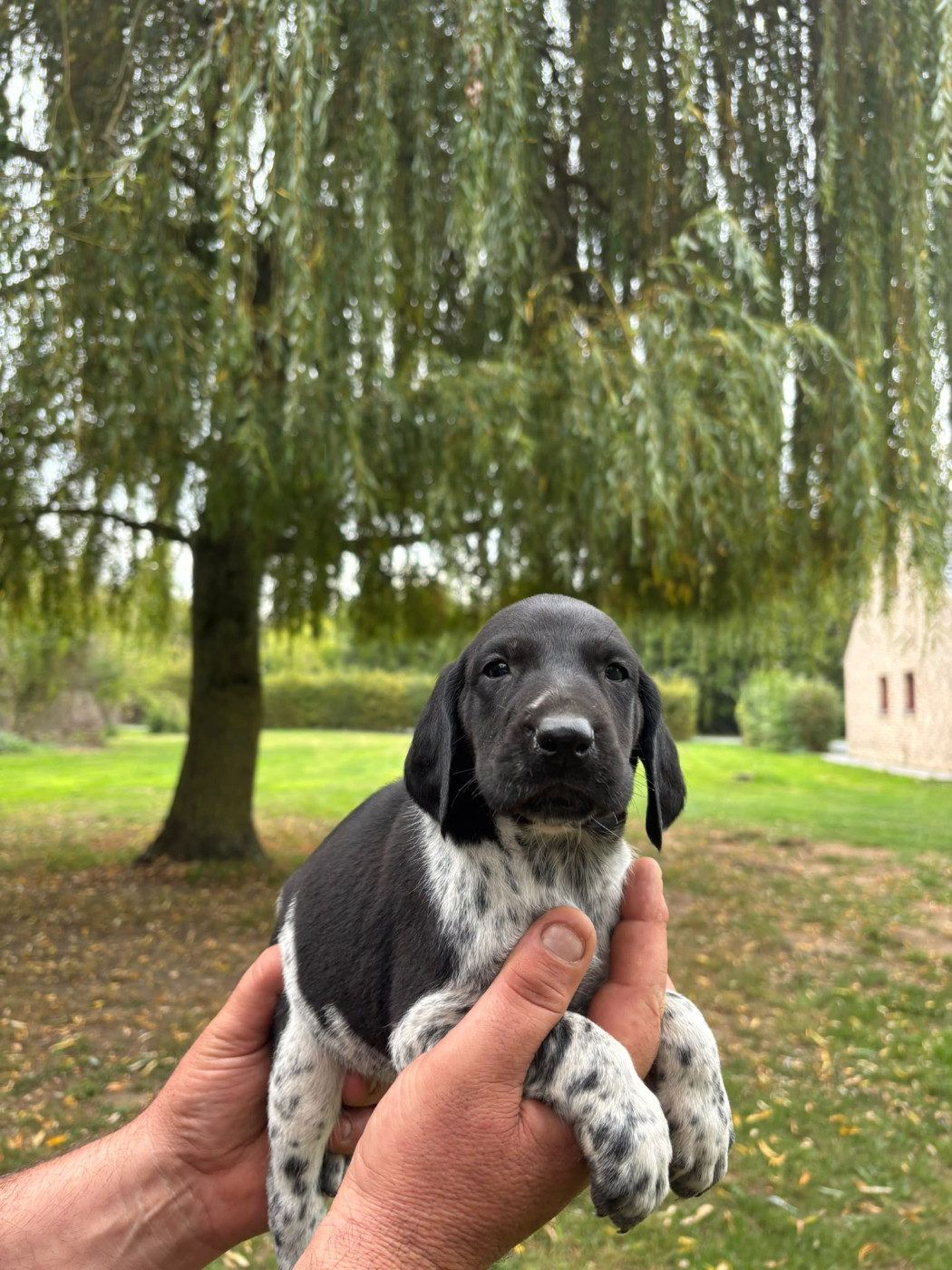 des Mannes Fleuries - Chiots disponibles - Braque allemand à poil court