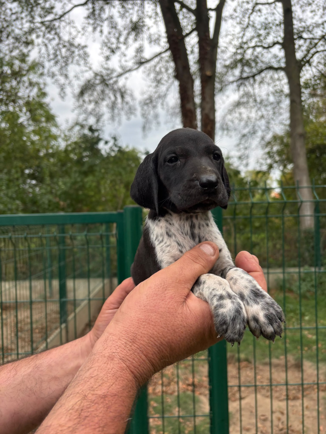 des Mannes Fleuries - Chiots disponibles - Braque allemand à poil court