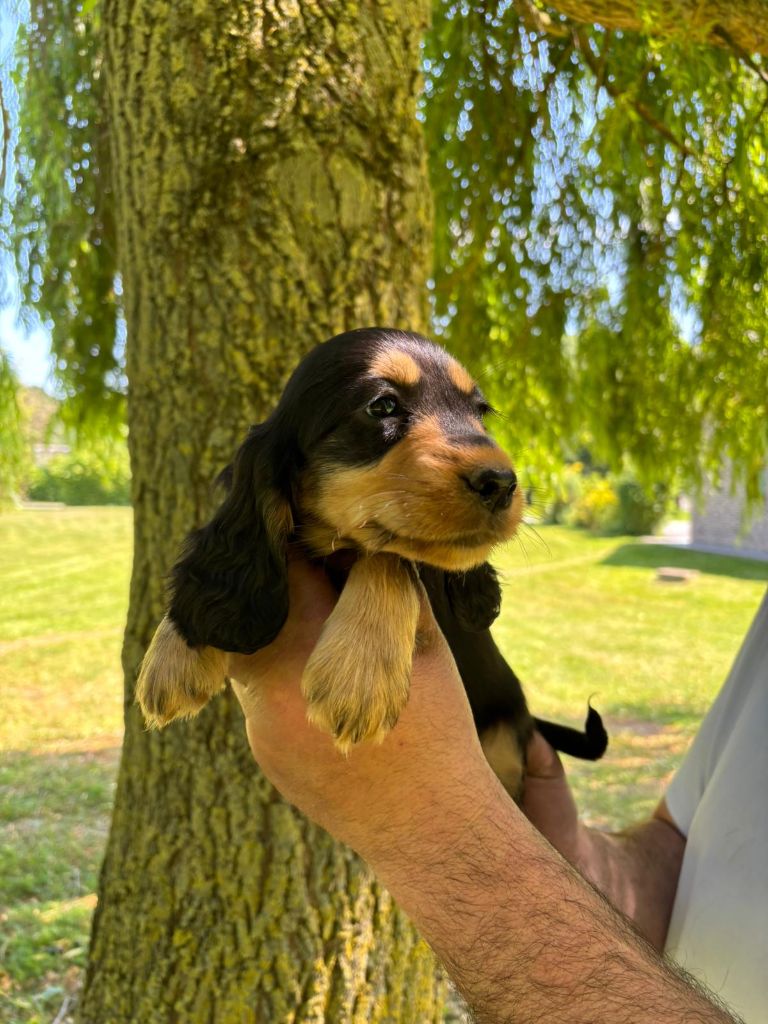 des Mannes Fleuries - Chiots disponibles - Cocker Spaniel Anglais