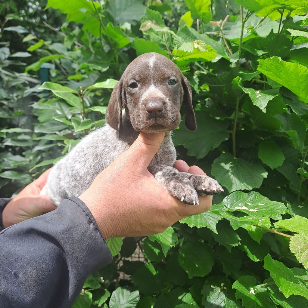 des Mannes Fleuries - Chiots disponibles - Braque allemand à poil court