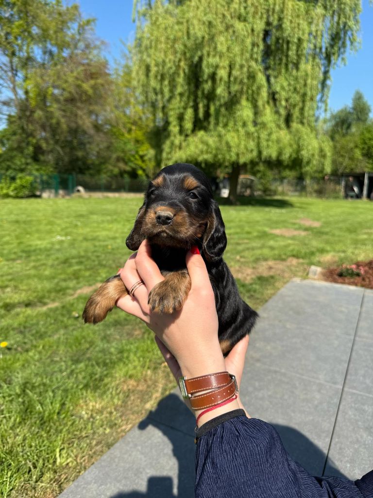 des Mannes Fleuries - Chiots disponibles - Cocker Spaniel Anglais