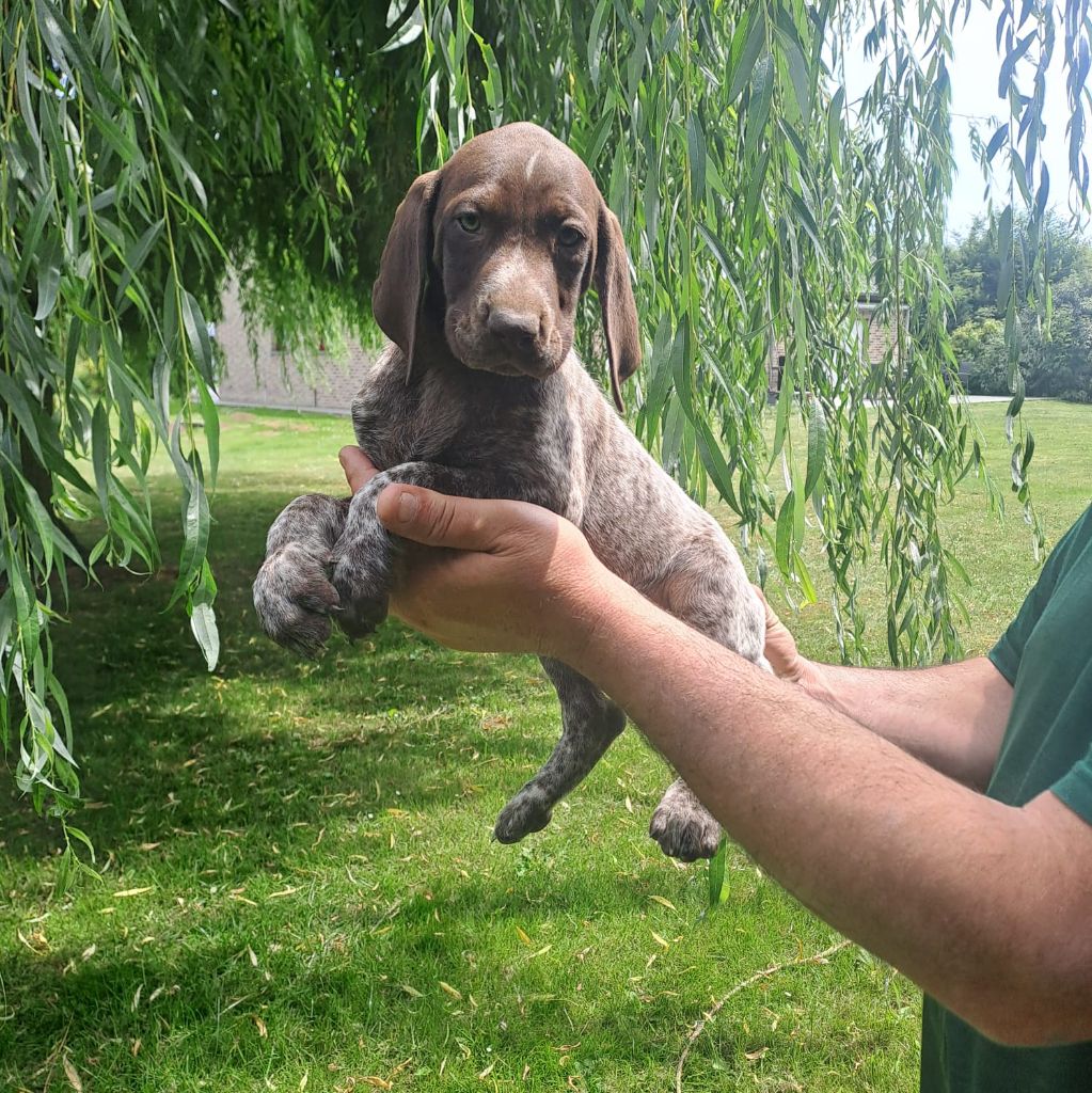 des Mannes Fleuries - Chiots disponibles - Braque allemand à poil court