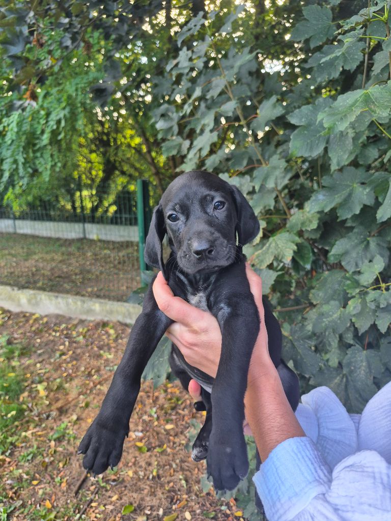 des Mannes Fleuries - Chiots disponibles - Braque allemand à poil court