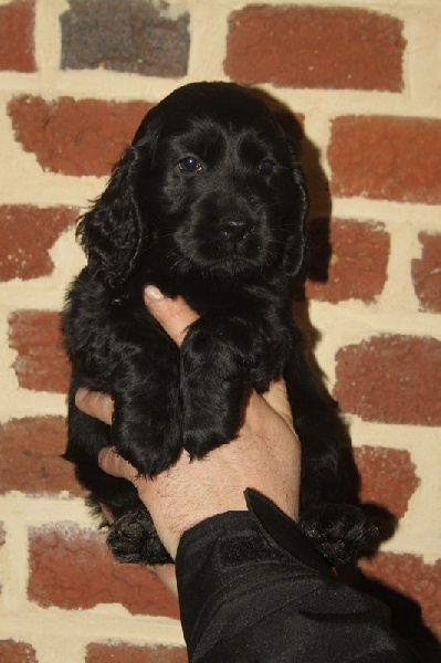 Chiot Cocker Spaniel Anglais des Mannes Fleuries