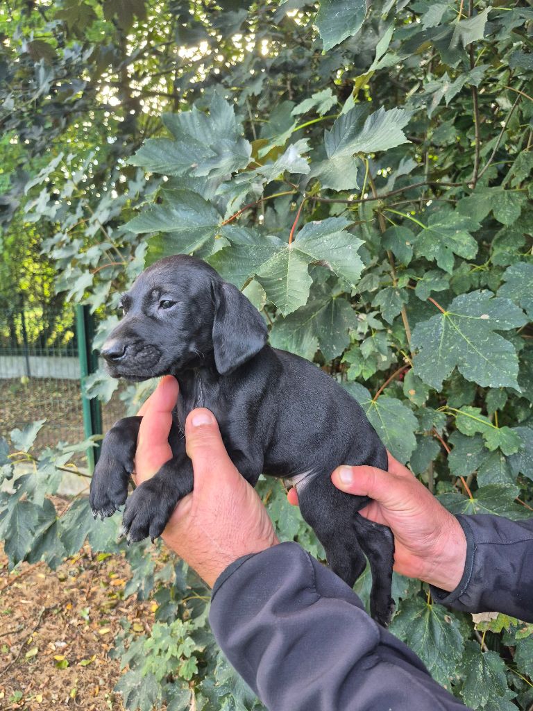 des Mannes Fleuries - Chiots disponibles - Braque allemand à poil court