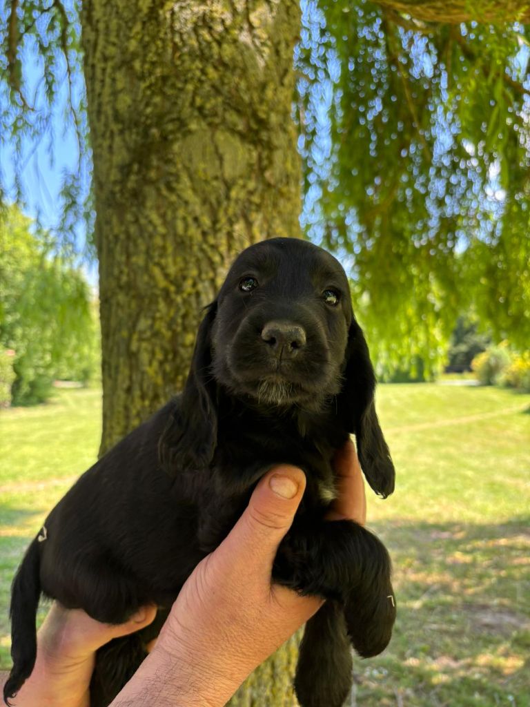 des Mannes Fleuries - Chiots disponibles - Cocker Spaniel Anglais