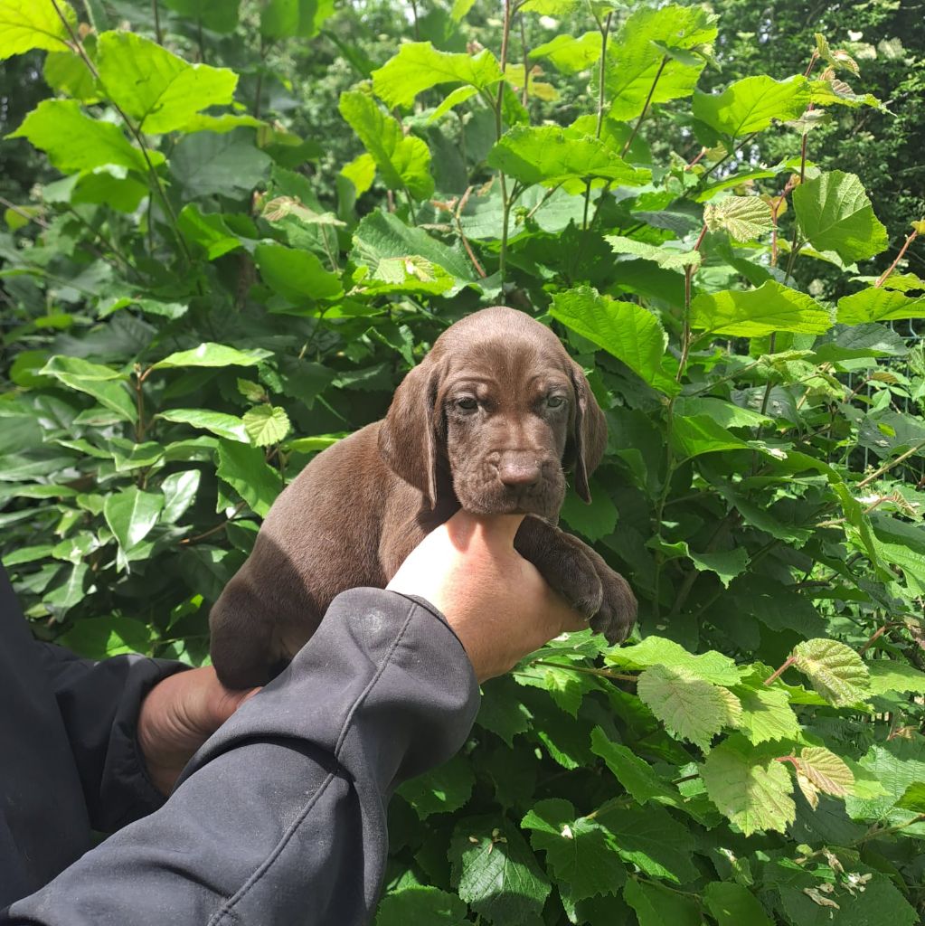des Mannes Fleuries - Chiots disponibles - Braque allemand à poil court