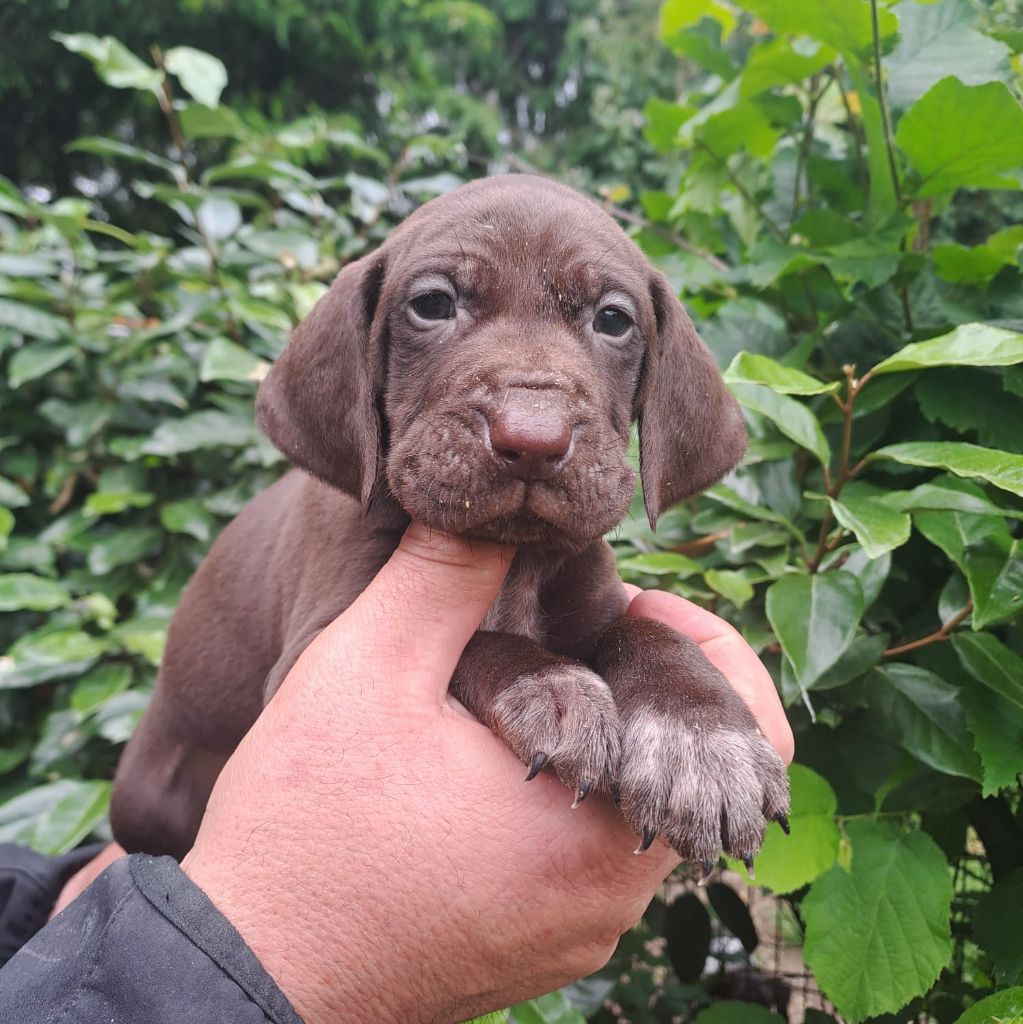 des Mannes Fleuries - Chiots disponibles - Braque allemand à poil court