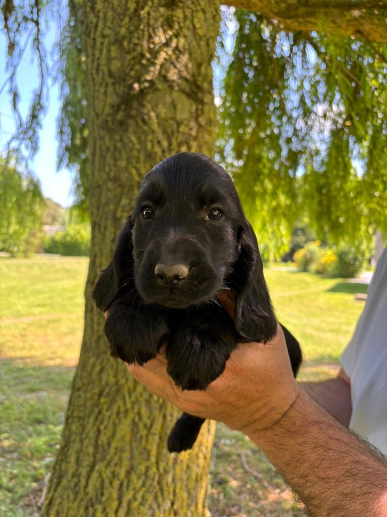 des Mannes Fleuries - Chiots disponibles - Cocker Spaniel Anglais