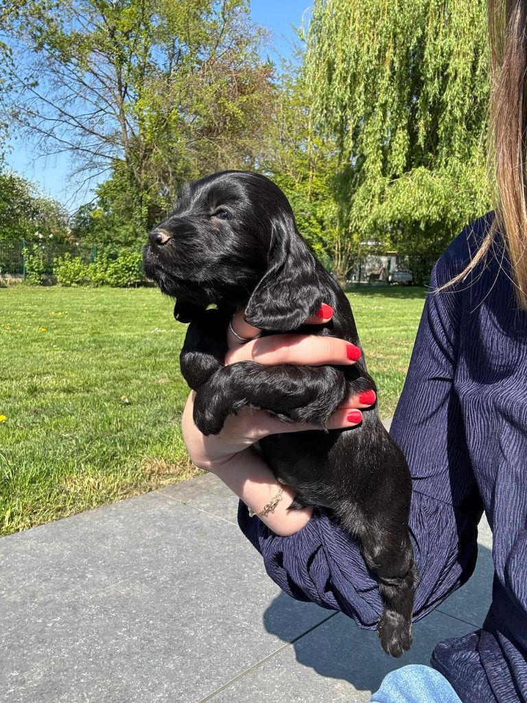 des Mannes Fleuries - Chiots disponibles - Cocker Spaniel Anglais