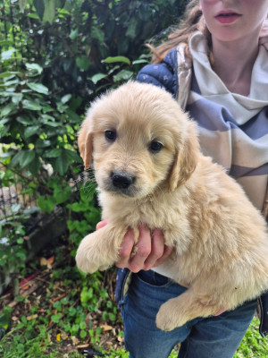 Chiot N°2