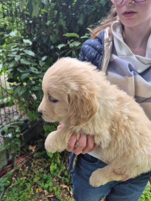 Chiot N°3