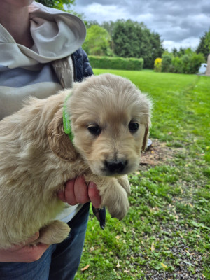Chiot N°7
