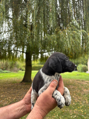 Chiot N°7