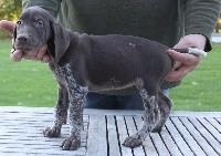 ossi