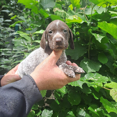CHIOT 2