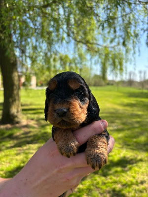 CHIOT