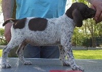 PIPPA
